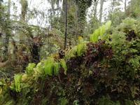 Spaziergang durch den Busch am Ship Creek