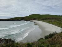 Dunedin - Penguin Place