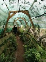 Dunedin - Penguin Place