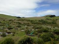 Dunedin - Penguin Place