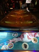 Wellington - Freizeit - Te Papa