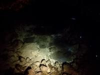 Rotorua - Maoridorf Mitai