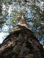 Freizeit in Paihia - Ausflug zum Cape Reinga - Kauriwald