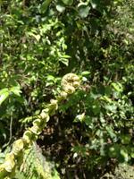 Freizeit in Paihia - Ausflug zum Cape Reinga - Kauriwald