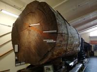 Paihia - Auckland - Kaurimuseum