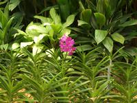 Singapur - Orchideen Garten