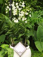 Singapur - Orchideen Garten