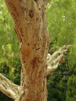 Singapur - Orchideen Garten