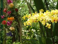 Singapur - Orchideen Garten