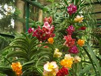 Singapur - Orchideen Garten