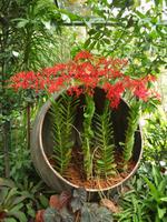 Singapur - Orchideen Garten