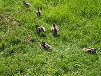 Christchurch - Freizeit und Spaziergang