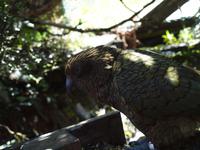 Christchurch - Punakaiki - Pause am Arthur's Pass