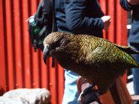 Christchurch - Punakaiki - Pause am Arthur's Pass