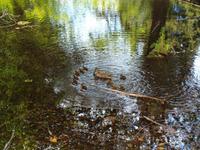 Freizeit in Queenstown - Botanischer Garten