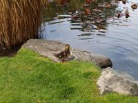 Freizeit in Queenstown - Botanischer Garten