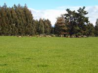 Queenstown - Manapouri