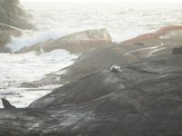 Schifffahrt auf dem Doubtful Sound