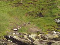 Dunedin - Penguin Place