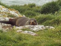 Dunedin - Penguin Place