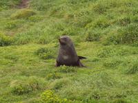 Dunedin - Penguin Place