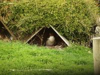 Dunedin - Penguin Place