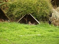 Dunedin - Penguin Place