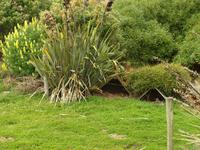 Dunedin - Penguin Place