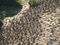 Dunedin - Schifffahrt mit der Monarch