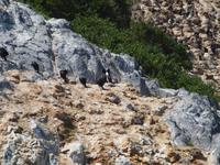 Dunedin - Schifffahrt mit der Monarch