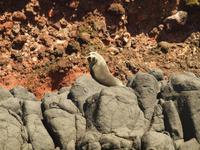 Dunedin - Schifffahrt mit der Monarch