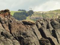 Dunedin - Schifffahrt mit der Monarch