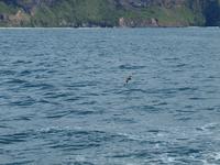 Dunedin - Schifffahrt mit der Monarch