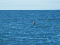 Dunedin - Schifffahrt mit der Monarch