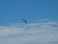 Dunedin - Schifffahrt mit der Monarch