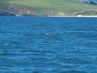 Dunedin - Schifffahrt mit der Monarch