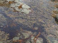 Kaikoura - Küstenwanderung