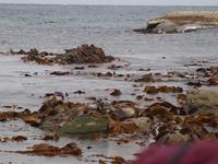 Kaikoura - Küstenwanderung