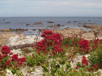Kaikoura - Küstenwanderung