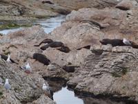 Kaikoura - Küstenwanderung