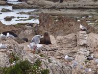 Kaikoura - Küstenwanderung