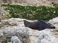 Kaikoura - Küstenwanderung