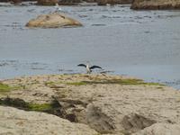 Kaikoura - Küstenwanderung