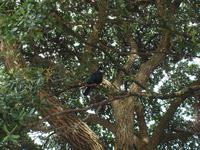 Wellington - Regierungsviertel - Tui