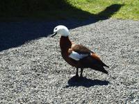 Maorigeschichten am Lake Rotoaira mit Ngahuia