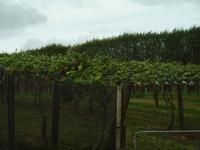 Coromandel - Kiwiplantage