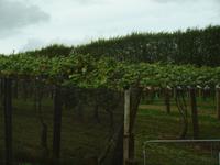 Coromandel - Kiwiplantage