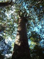 Freizeit in Paihia - Ausflug zum Cape Reinga - Kauriwald
