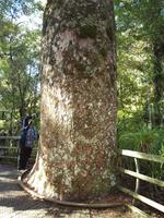 Freizeit in Paihia - Ausflug zum Cape Reinga - Kauriwald