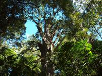 Freizeit in Paihia - Ausflug zum Cape Reinga - Kauriwald
